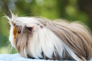 cochon d'inde péruvien