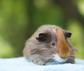 bébé cochon d'inde