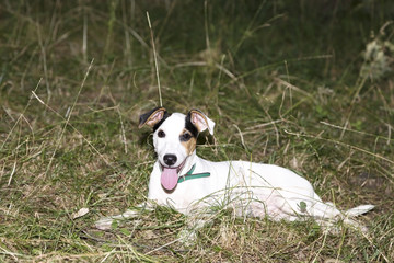 Jack Russel Puppy