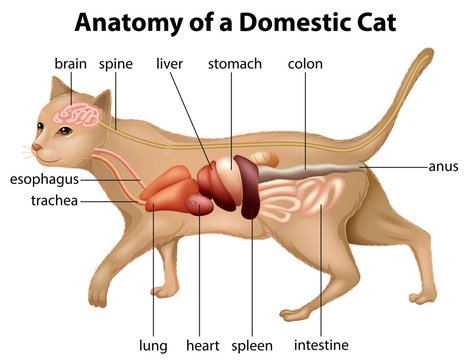 Anatomy of a Domestic Cat