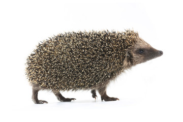 hedgehog