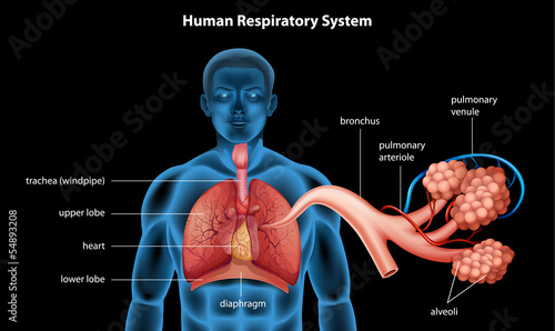 "Respiratory System" Stock image and royalty-free vector files on