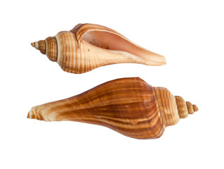 sea shell .