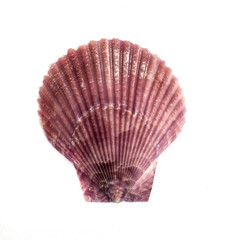 sea shell .