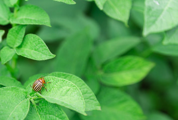 potatoes, potato beetle