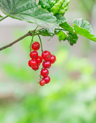 currant