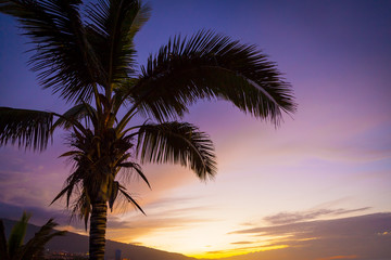 Obraz na płótnie Canvas Palm Tree in a Tropical Sunset