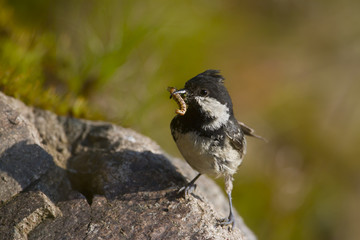 Naklejka premium Coal tit bird specie Periparus ater in feeding time