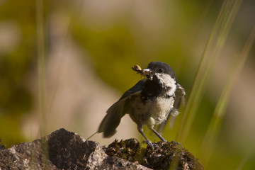 Coal tit bird  specie Periparus ater in feeding time