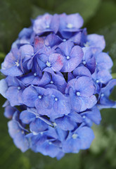 blaue hortensie