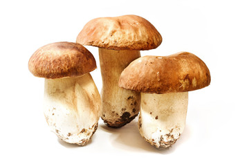 Tris di Boletus Edulis