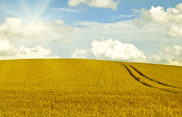Weizenfeld in Mecklenburg
