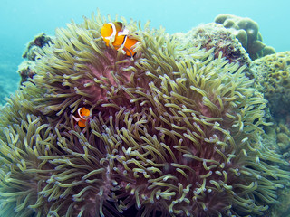 Fototapeta na wymiar Clown Fish Nemo