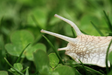 Snail. Helix pomatia.