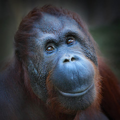 Happy smile of The Bornean orangutan (Pongo pygmaeus). - obrazy, fototapety, plakaty