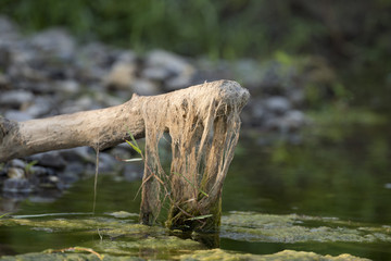 A wood pole hanging on a swamp