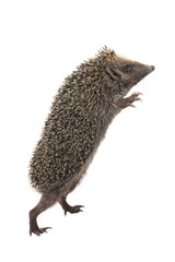 hedgehog