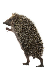 hedgehog