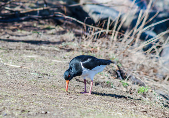 Euroasian oystercatcher