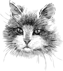portrait of cat
