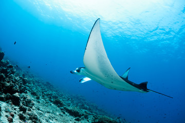 Manta Ray © zimagine