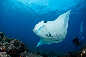 Manta Ray © zimagine