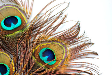 Three peacock feathers