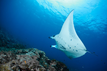 Manta Ray © zimagine