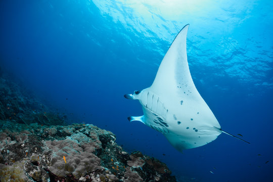 Manta Ray