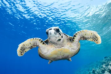 Cercles muraux Tortue Eretmochelys imbricata - hawksbill sea turtle