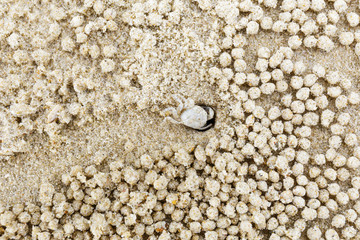 Small white crab