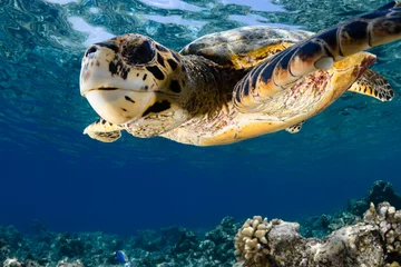 Photo sur Plexiglas Tortue Eretmochelys imbricata - tortue imbriquée