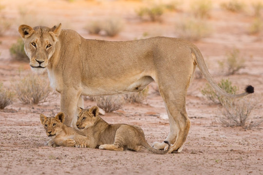 Lioness and cubs play in the Kalahari on sand