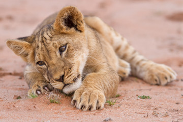 Naklejka premium Cute lion cub playing on sand in the Kalahari
