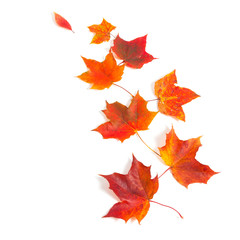 autumn maple leaves isolated on white