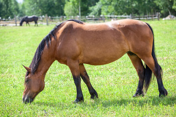 Naklejka na ściany i meble Chestnut horse grazing in the meadow. Full length view