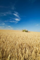 Mähdrescher auf großer Getreidefläche