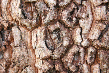 bark's grain that it different tree species