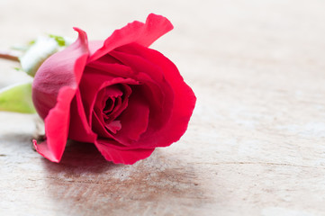 Naklejka premium Red rose on a wooden background