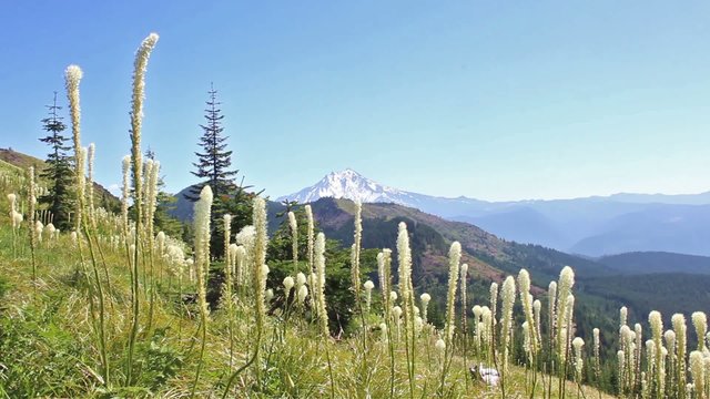 Fields of Bear Grass with Mt Jefferson in background no audio