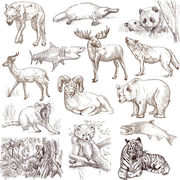 Animals around the world (collection no.2, white )