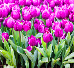 colorful tulips. Beautiful spring flowers. background of flowers