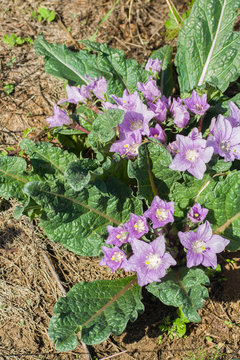 Mandrake mandragora officinalis   flowers