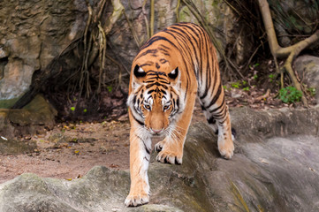 Bengal tiger walking on the rock