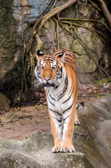 Bengal tiger standing on the rock
