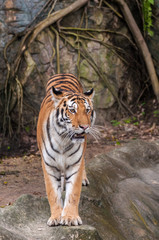 Bengal tiger standing on the rock