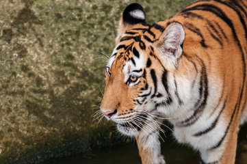 Bengal tiger head close up