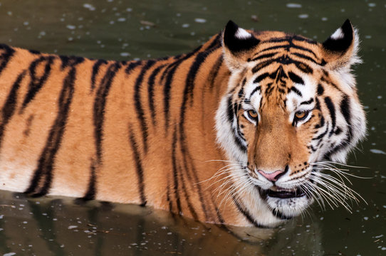 Tiger in the water close up