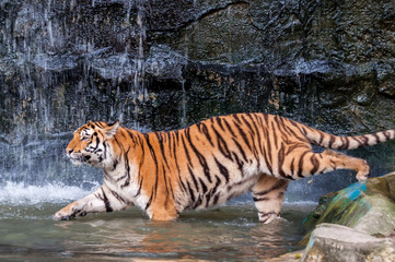 Tiger walking into water