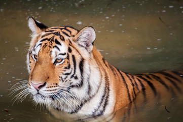 Tiger in the water